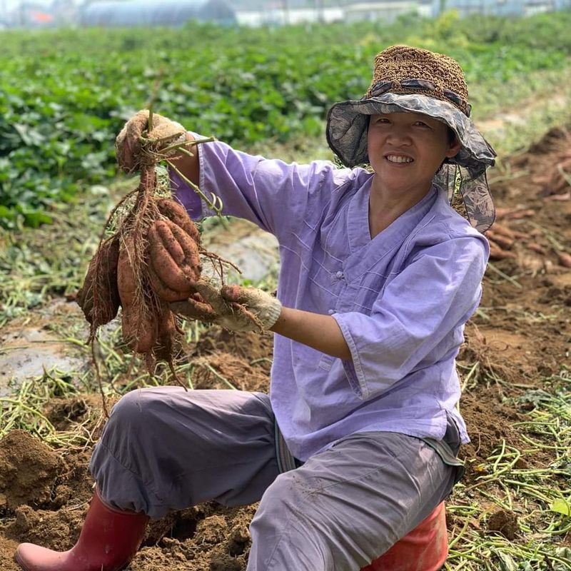 최월숙(왈순아지매)님의 장터 판매 상품 [속노랑고구마,꿀고구마 10키로3만2천원,5키로17,000] 첨부 사진
