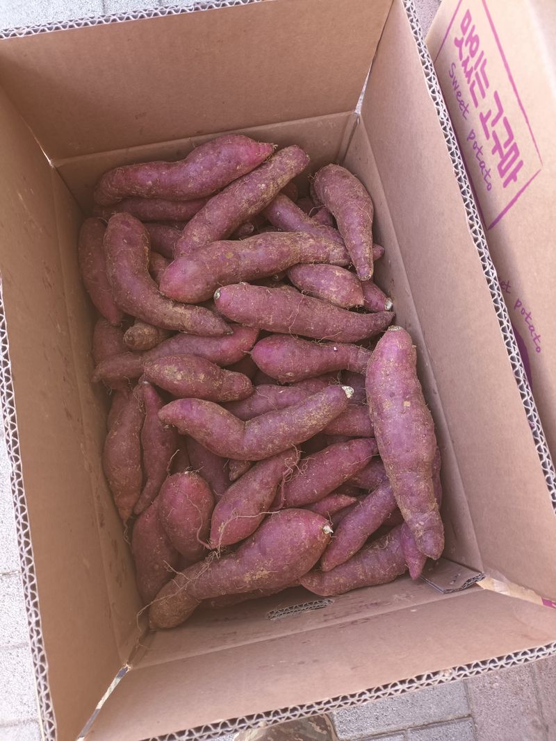 복숭아21549님의 장터 판매 상품 [고구마 10kg] 첨부 사진