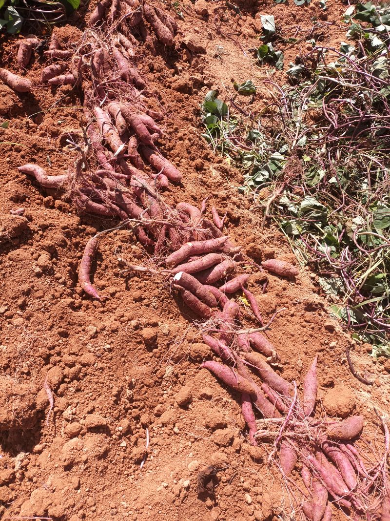 장터 상품 [고구마 10kg] 썸네일