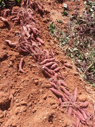 복숭아21549님의 작성글 사진