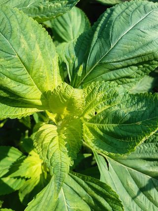 헬레나님의 들깨 · 병해충상담 작성글 사진