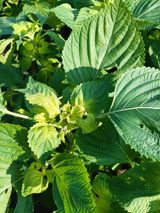 팜모닝 들깨·병해충상담 게시글 이미지