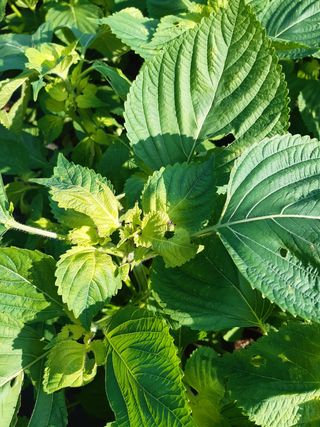 헬레나님의 들깨 · 병해충상담 작성글 사진