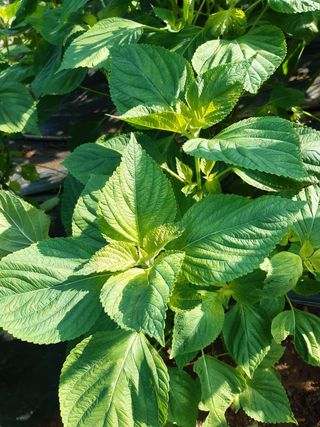 헬레나님의 들깨 · 병해충상담 작성글 사진