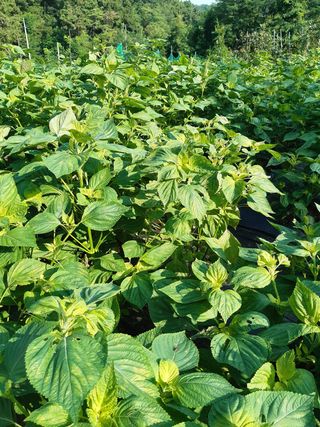 헬레나님의 들깨 · 병해충상담 작성글 사진