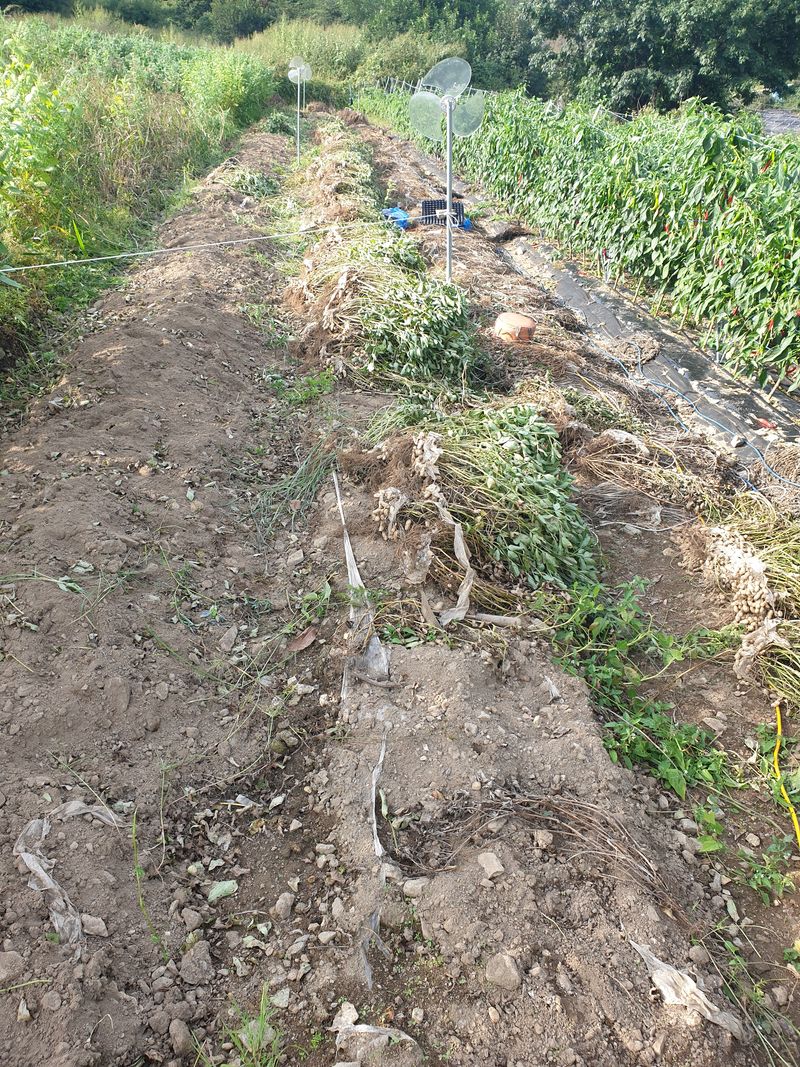 장터 상품 [건조 검정 피 땅콩 25,000원(1kg)] 썸네일