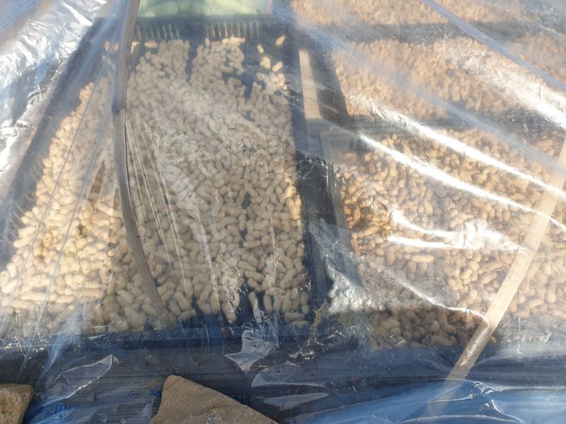 쪼짜님의 장터 판매 상품 [건조 검정 피 땅콩 25,000원(1kg)] 첨부 사진