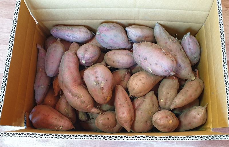 장터 상품 [속노랑호박고구마 30000] 썸네일