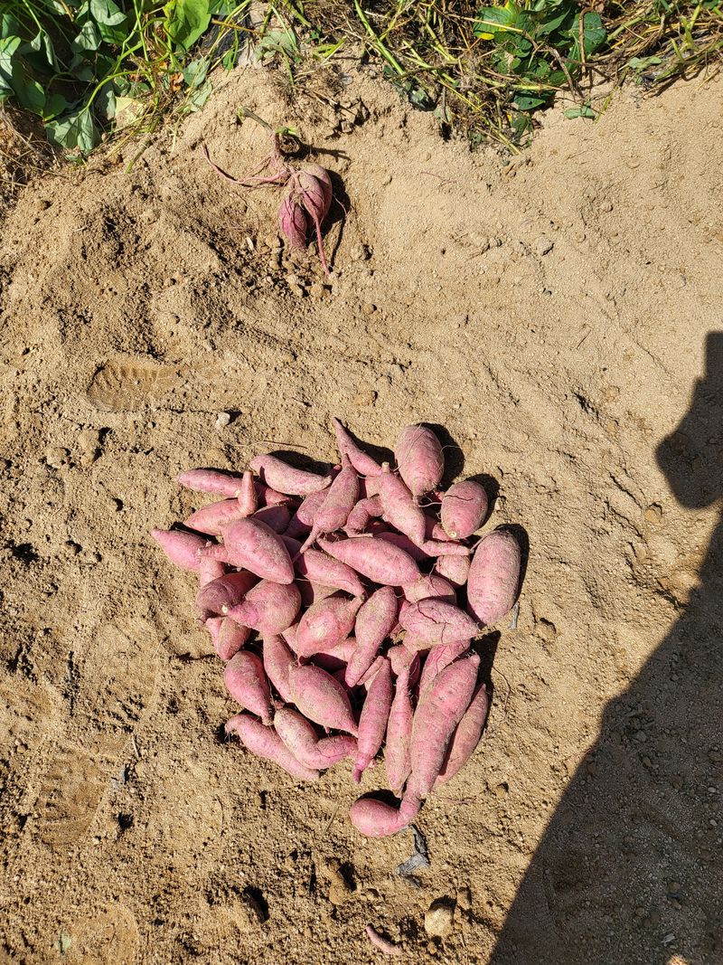 남원여시님의 장터 판매 상품 [호박고구마 15박스 한정판매 10키로 22,000] 첨부 사진