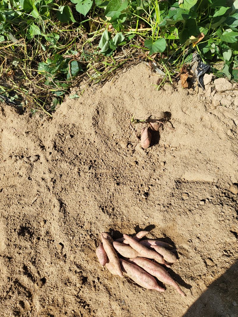 남원여시님의 장터 판매 상품 [호박고구마 15박스 한정판매 10키로 22,000] 첨부 사진