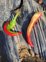 팜모닝 고추·병해충상담 게시글 이미지