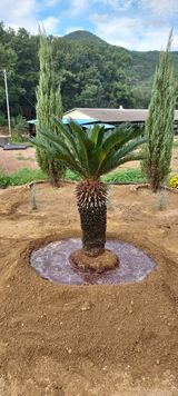 팜모닝 팜모닝·출석 게시글 이미지