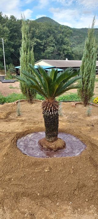 도시촌놈님의 팜모닝 · 출석 작성글 사진