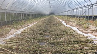 고창 다현이네님의 호박 · 자유게시판 작성글 사진