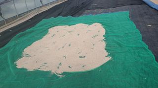 고창 다현이네님의 호박 · 자유게시판 작성글 사진