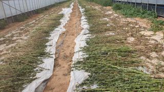 고창 다현이네님의 호박 · 자유게시판 작성글 사진