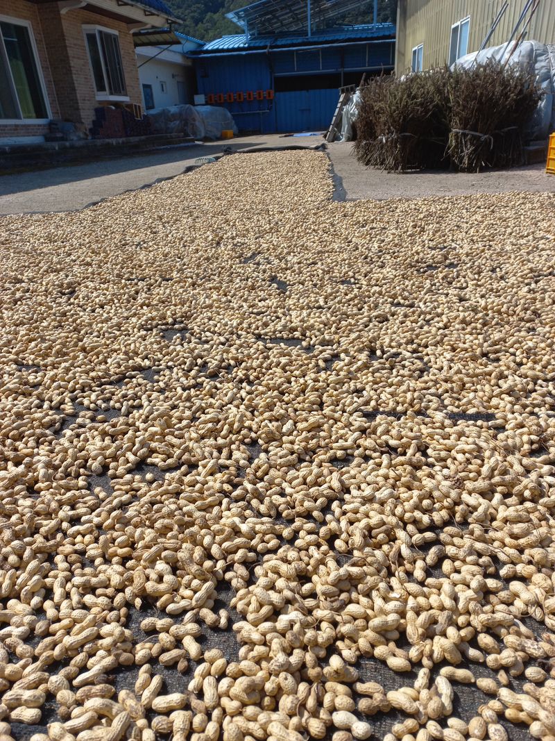 대추님의 장터 판매 상품 [땅콩 1킬로 만원] 첨부 사진