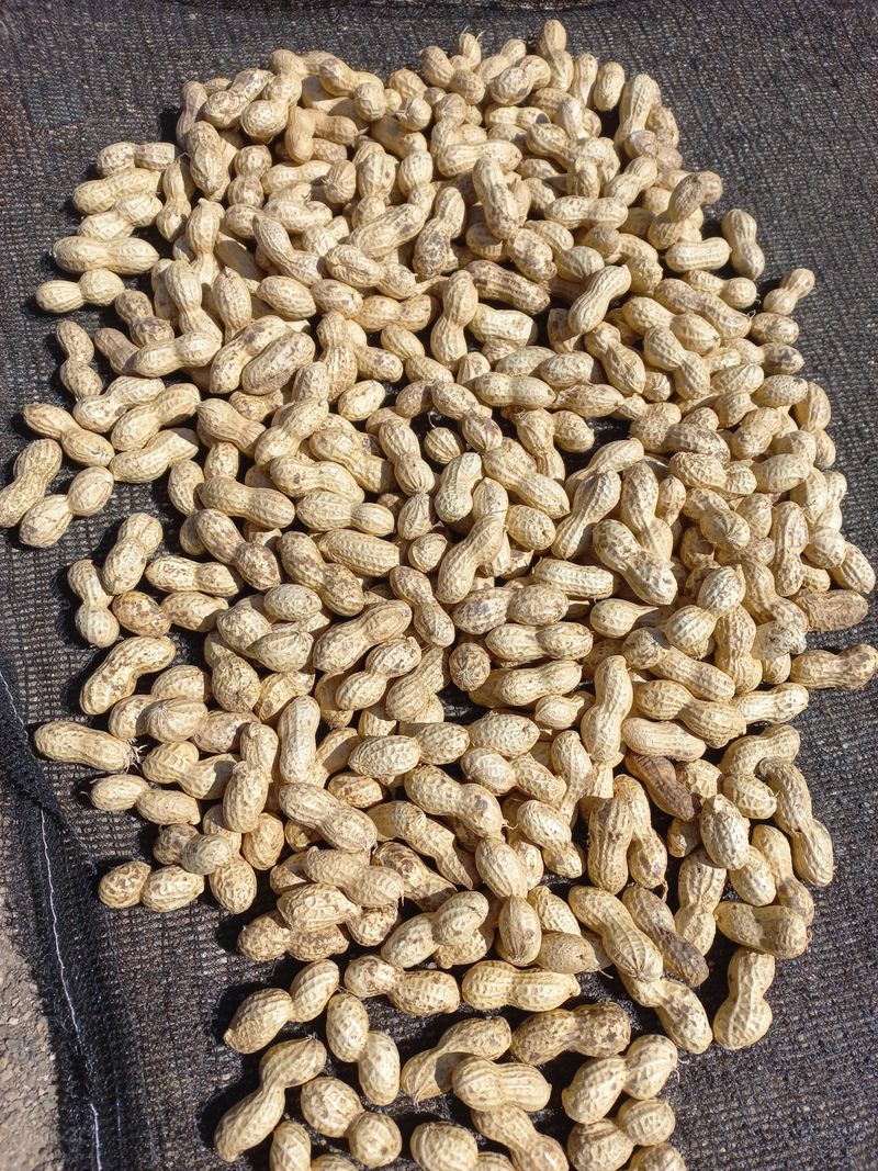 장터 상품 [땅콩 1킬로 만원] 썸네일