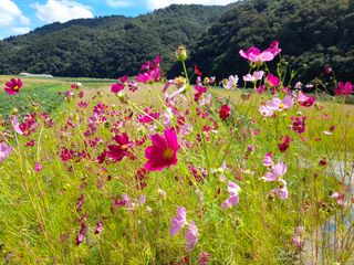 양귀비님의 팜모닝 · 출석 작성글 사진