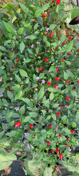 류승원님의 팜모닝 · 출석 작성글 사진