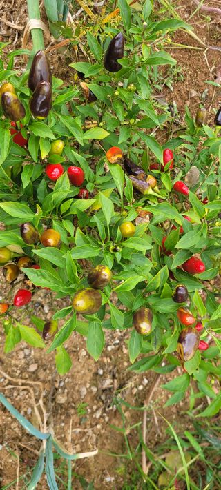 류승원님의 팜모닝 · 출석 작성글 사진