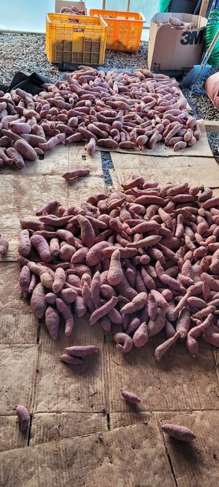 류승원님의 팜모닝 · 출석 작성글 사진