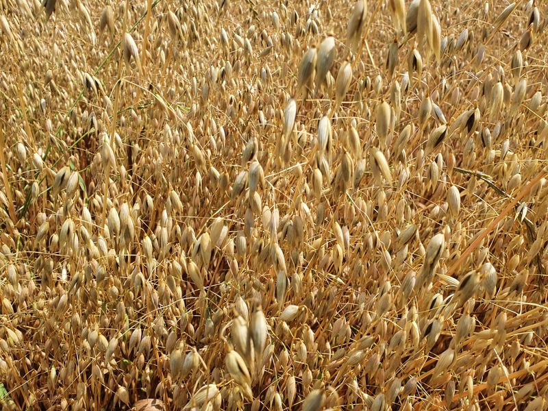 남재님의 장터 판매 상품 [귀리 10kg  65,000원] 첨부 사진