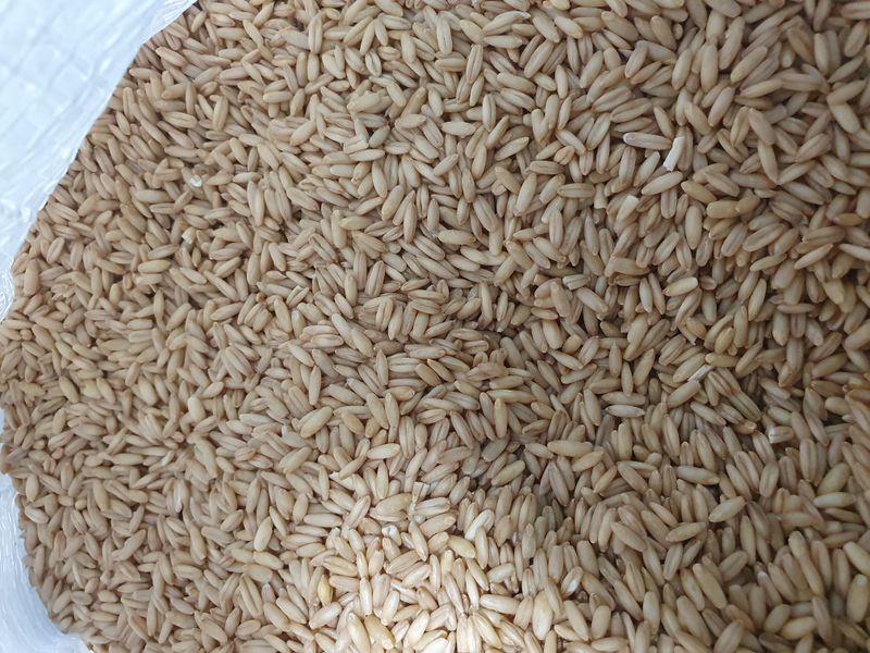 남재님의 장터 판매 상품 [귀리 10kg  65,000원] 첨부 사진