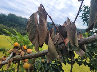 미원맛동산님의 감 · 병해충상담 작성글 사진