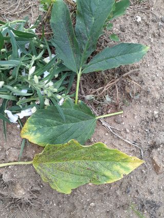 얼큰이님의 참깨 · 병해충상담 작성글 사진