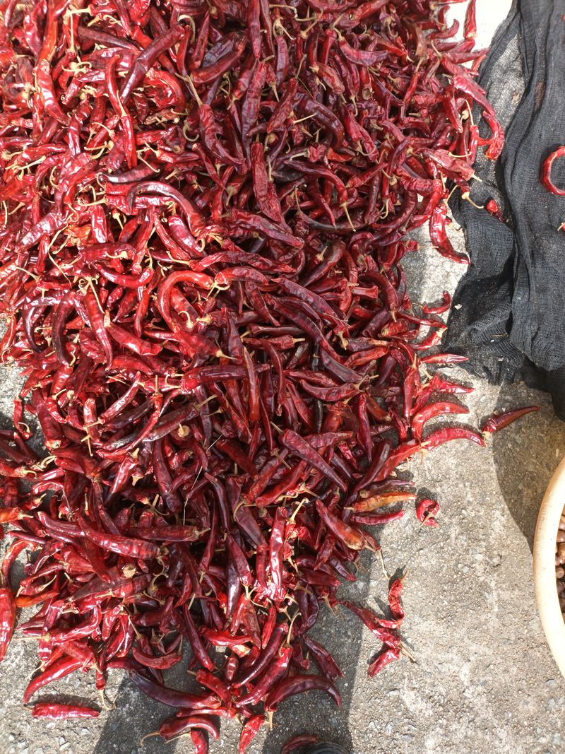 노상천님의 장터 판매 상품 [마니따  태양초 김장고추 20000] 첨부 사진