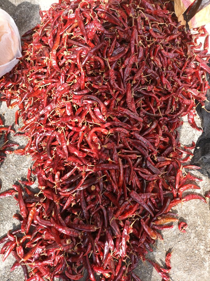 노상천님의 장터 판매 상품 [마니따  태양초 김장고추 20000] 첨부 사진