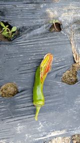 팜모닝 고추·병해충상담 게시글 이미지