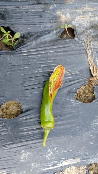 물래방아님의 고추 · 병해충상담 작성글 사진