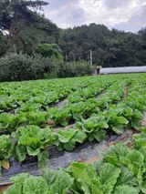 팜모닝 양배추·자유게시판 게시글 이미지