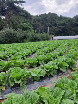 손경순님의 양배추 · 자유게시판 작성글 사진