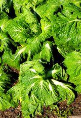 팜모닝 배추·병해충상담 게시글 이미지