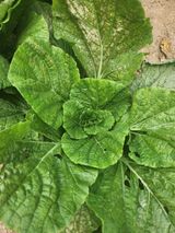 팜모닝 팜모닝·출석 게시글 이미지