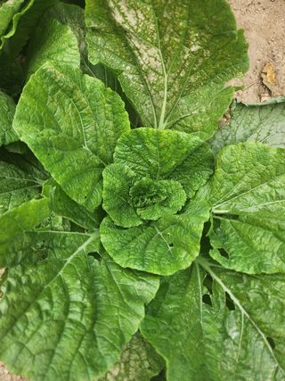 이종술님의 팜모닝 · 출석 작성글 사진