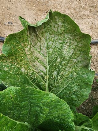 이종술님의 팜모닝 · 출석 작성글 사진