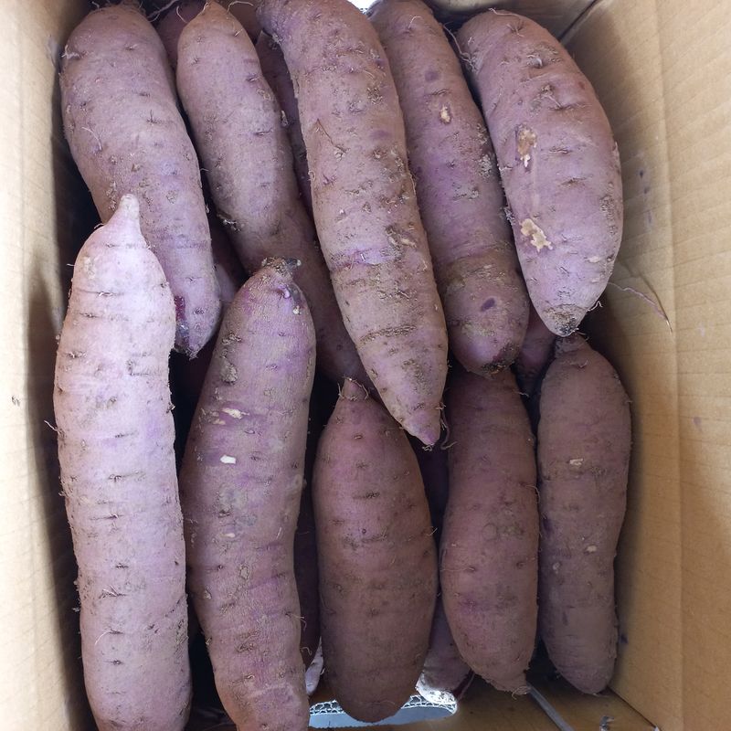 장터 상품 [고구마 25000] 썸네일