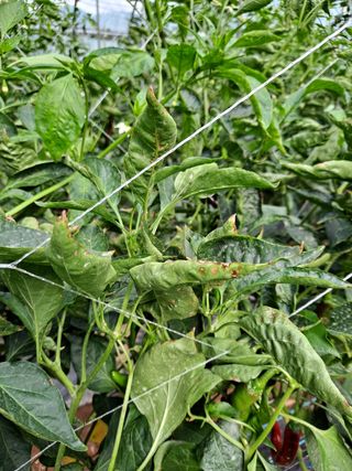 최종철님의 기타작물 · 병해충상담 작성글 사진