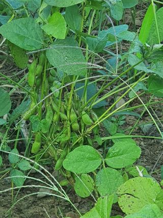 엘림농장님의 상추 · 자유게시판 작성글 사진