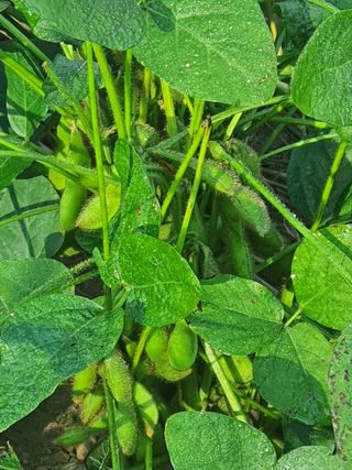 엘림농장님의 상추 · 자유게시판 작성글 사진