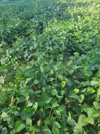 엘림농장님의 상추 · 자유게시판 작성글 사진