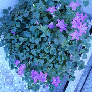 오명희 님의 팜모닝 · 출석 작성글 사진