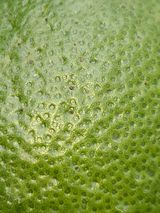 팜모닝 귤·병해충상담 게시글 이미지