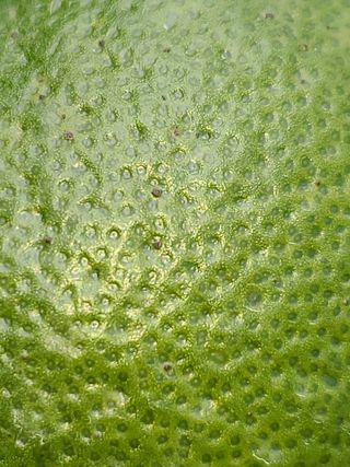 김민성님의 귤 · 병해충상담 작성글 사진