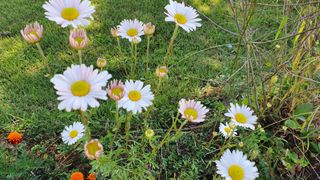 JIN님의 팜모닝 · 출석 작성글 사진