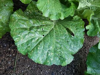 고경재님의 배추 · 병해충상담 작성글 사진